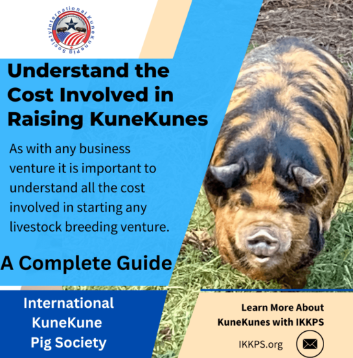Cost involved in breeding kunekune