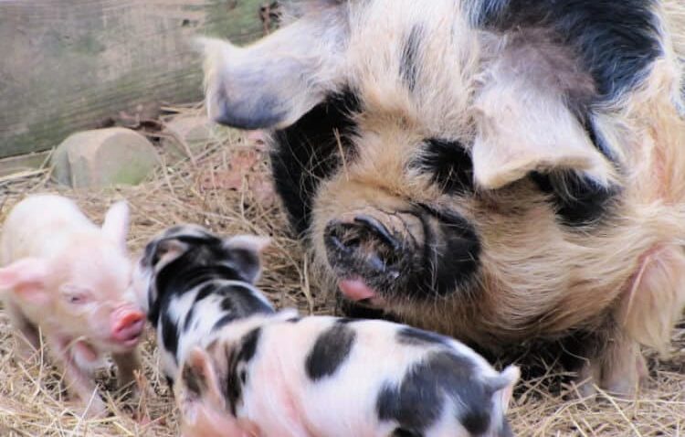 Home - International KuneKune Pig Society