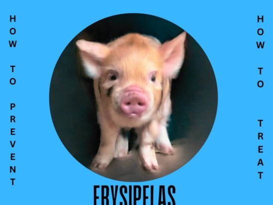 erysipelas in pigs