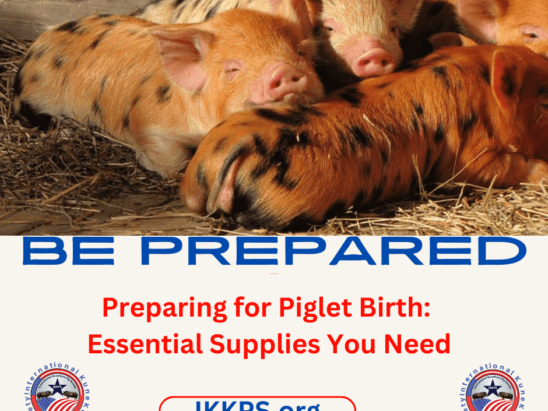 piglet birth