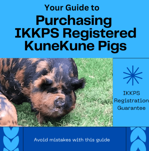 Purchasing Registered KuneKune pigs
