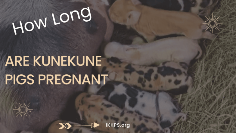 How long are KuneKunes pigs pregnant? Breeding KuneKunes