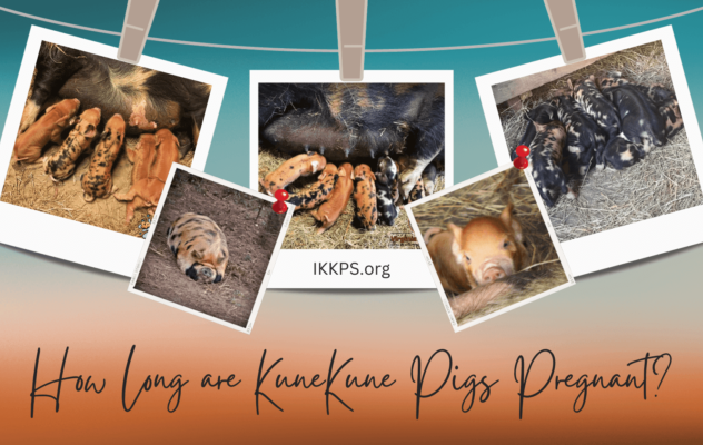 How long are KuneKune pigs pregnant? Breeding KuneKune pigs