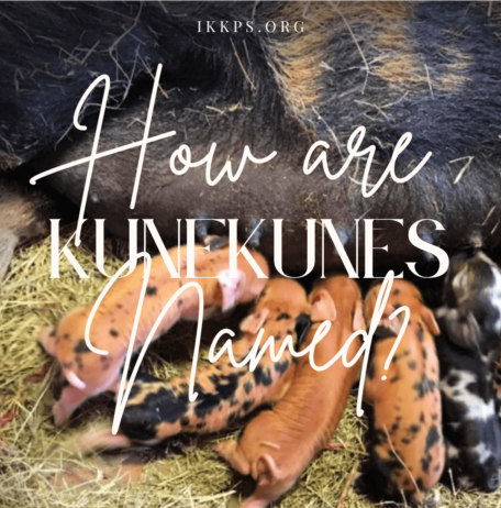 How are KuneKune pigs named?