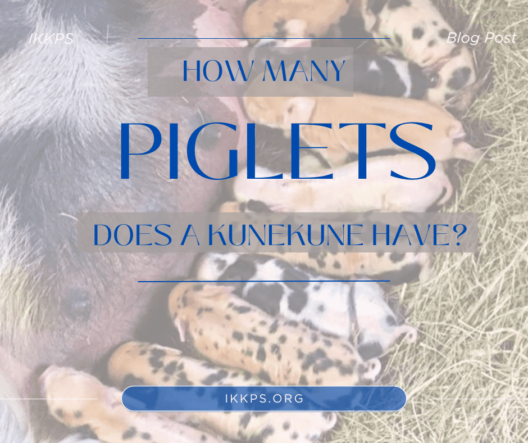 How Many piglets does a KuneKune have?