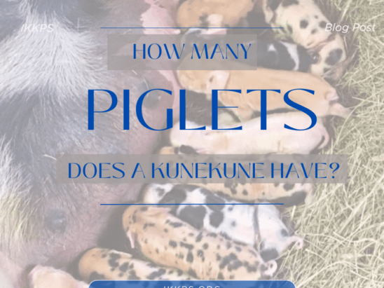 How Many piglets does a KuneKune have?