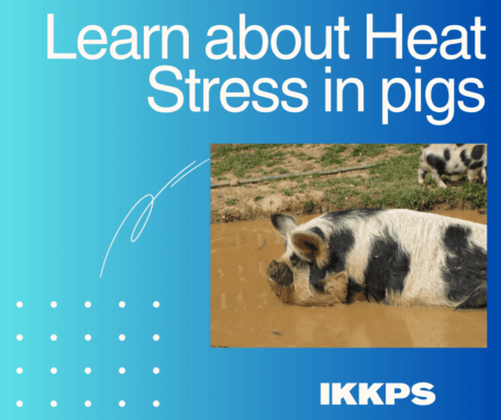 Heat Stress in pigs