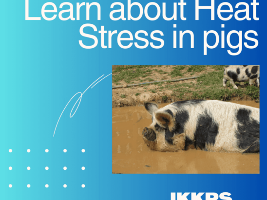 Heat Stress in pigs