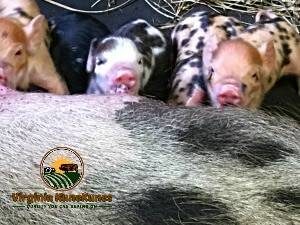 How many piglets does a KuneKune pig have?