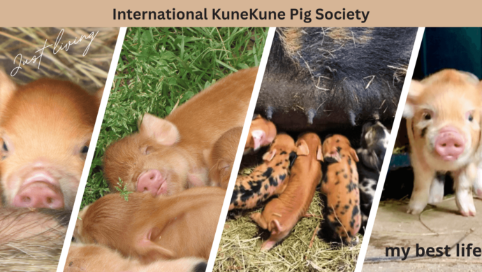 what do kunekune pigs eat