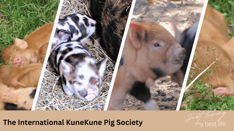 At what age do KuneKune pigs Breed? Breeding KuneKunes