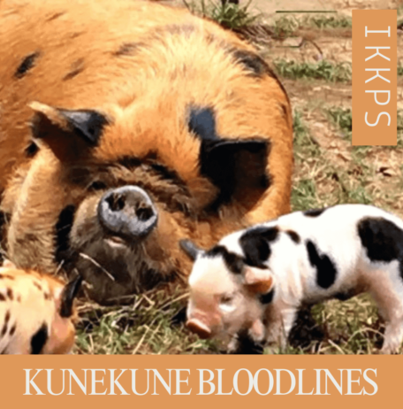 KuneKune Bloodlines