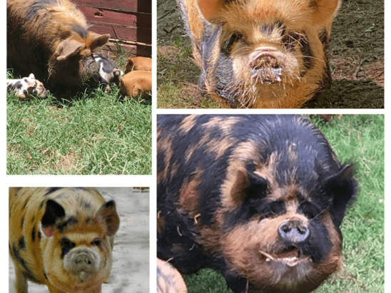 KuneKune Hog