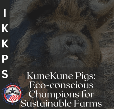 KuneKune Pigs are fantastic choice for sustainable farms