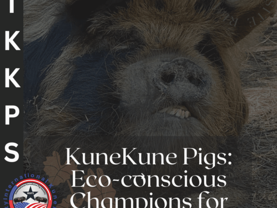 KuneKune Pigs are fantastic choice for sustainable farms