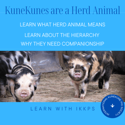 KuneKunes are herd animals