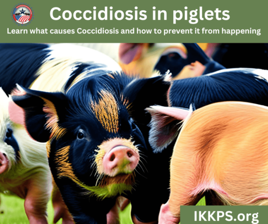 coccidiosis in piglets