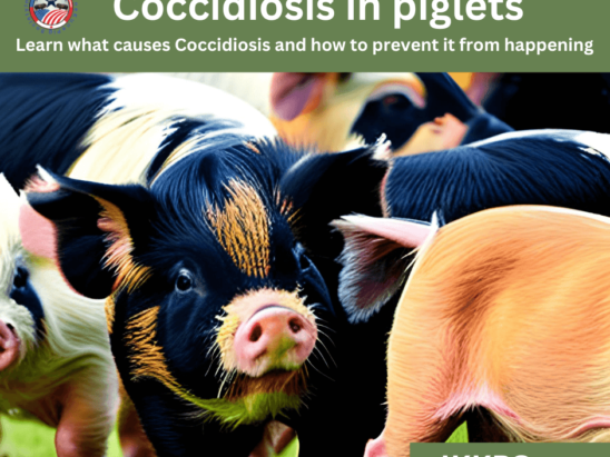 coccidiosis in piglets