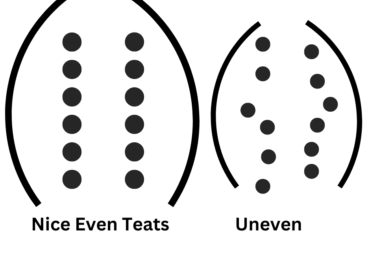Example of even and uneven teat lines