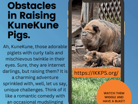 Challenges in Raising KuneKune pigs