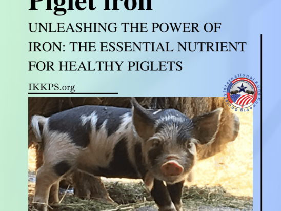 Iron shot for KuneKune piglets