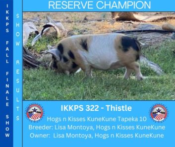 KuneKune show pig award