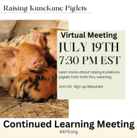 KuneKune event for July - raising kunekune piglets