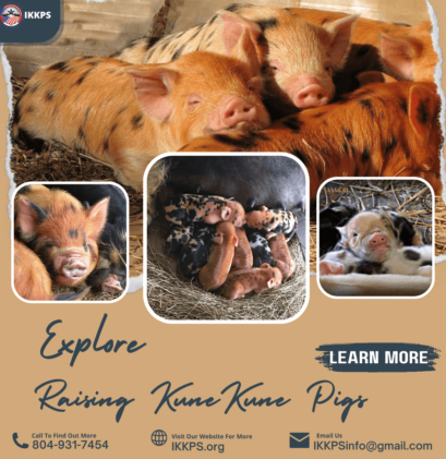 Raising KuneKune Pigs And Piglets - IKKPS