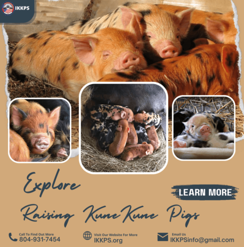 Raising KuneKune pigs and piglets