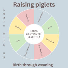 Raising KuneKune Piglets - birth through weaning