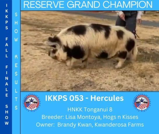 Reserve Grand Champion Boar