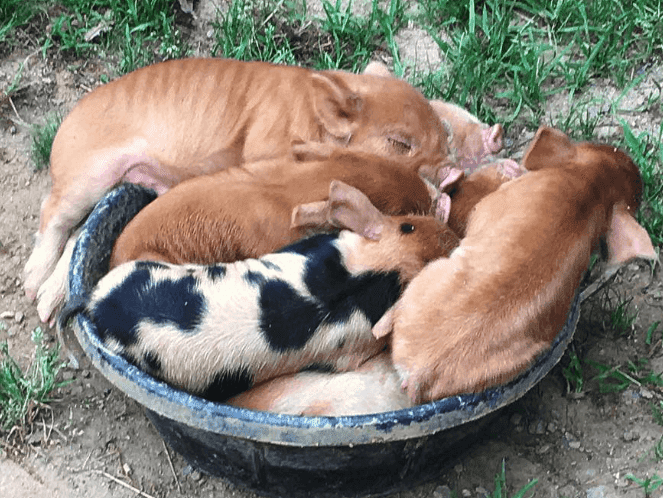 Home - International KuneKune Pig Society