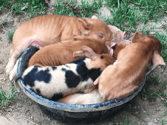 Home - International KuneKune Pig Society