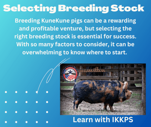 Selecting KuneKune breeding stock