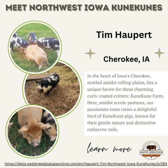 KuneKune Breeder in Iowa