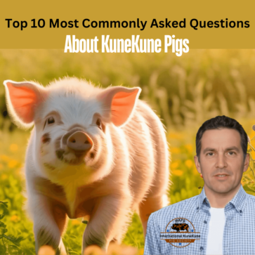 Get Answers to your burning Questions about KuneKune Pigs.