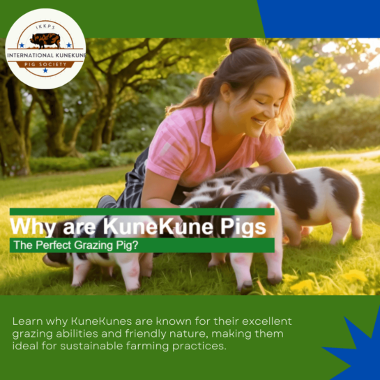 Are KuneKunes the perfect grazing pig?