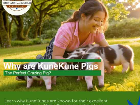 Are KuneKunes the perfect grazing pig?