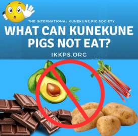 What KuneKune Pigs cannot eat