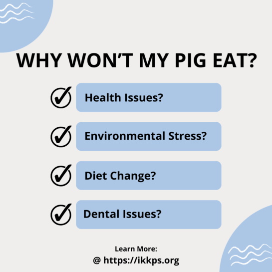 Why Won't my pig eat?