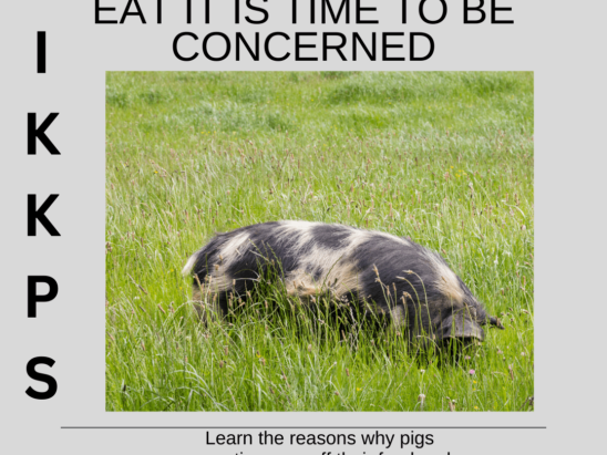 Pig not eating..it is time to be concerned.