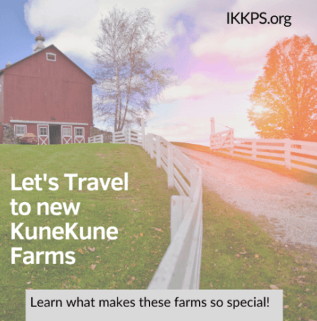KuneKune Farm Ads