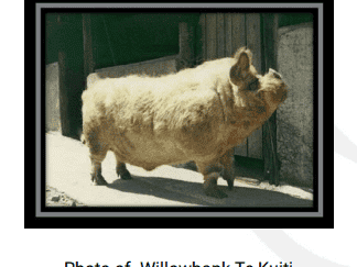 KuneKune pig origins