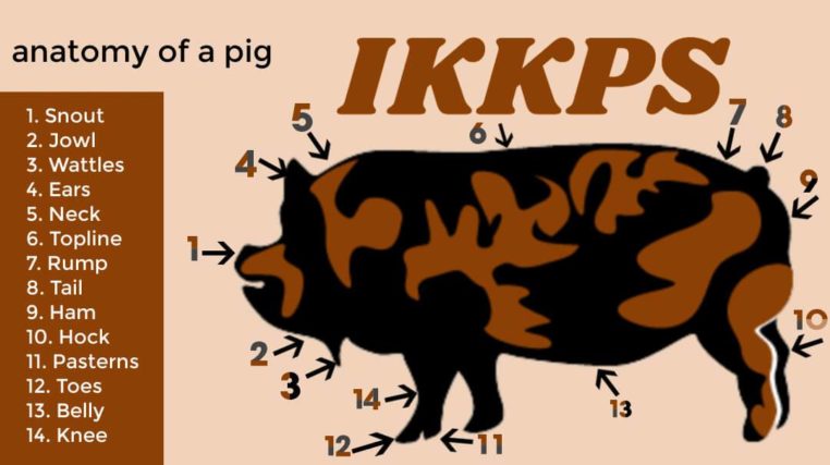 Pig Anatomy