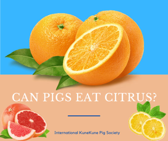 Can pigs eat citrus?