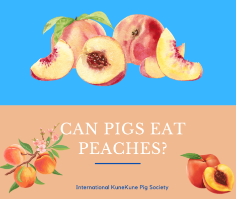 Can pigs each peaches?