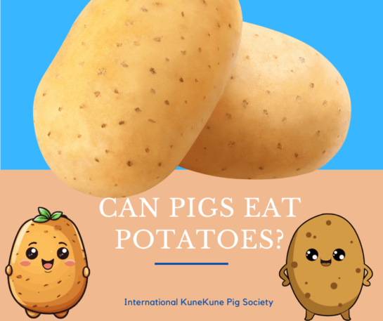 Can pigs eat potatoes