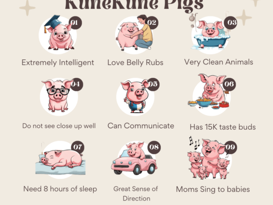 Fun and interesting facts about pigs and KuneKunes
