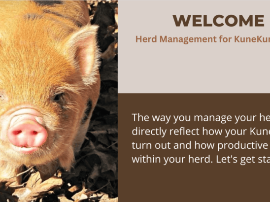 Herd Management for KuneKune Pigs