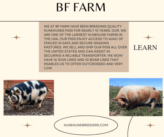 KuneKune Farm Ads - International KuneKune Pig Society